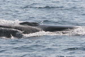 Fin whale Head West Cork 220807 © Padraig Whooley, IWDG